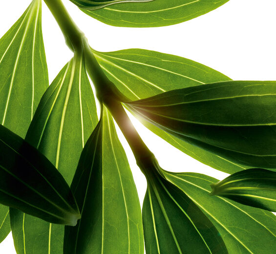 肥皂草-有機肥皂草萃取-Saponaria officinalis leaf extract