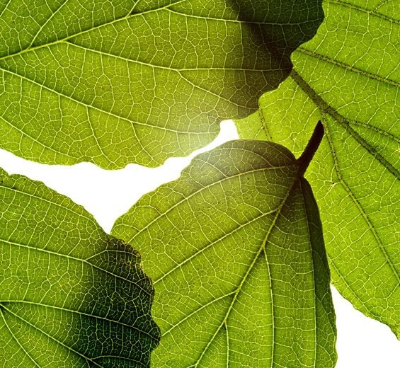 金縷梅-金縷梅萃取-金縷梅葉萃取/Hamamelis virginiana (witch hazel) leaf extract