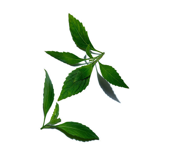 貓鬚草-貓鬚草萃取-Orthosiphon stamineus extract