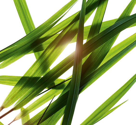 野牛草-野牛草萃取-香草草萃取/Hierochloe odorata extract