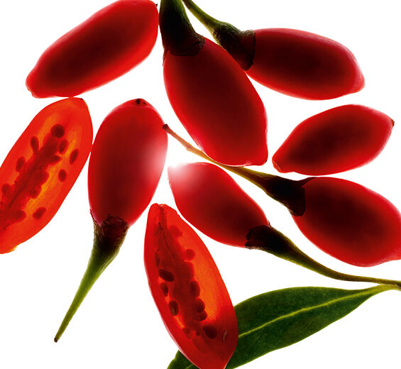 枸杞-有機枸杞萃取-枸杞果實萃取/Lycium barbarum fruit extract