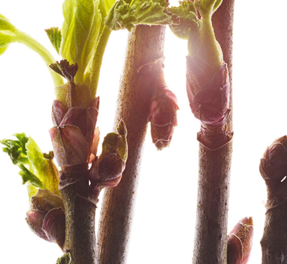 黑醋栗-有機黑醋栗花蕾萃取-Ribes nigrum (black currant) bud extract