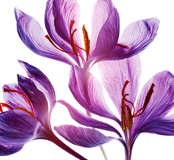 番紅花-有機番紅花多酚-Crocus sativus flower extract