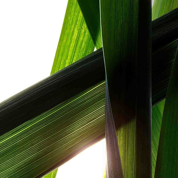 黃金雙萃精華_2026限定版