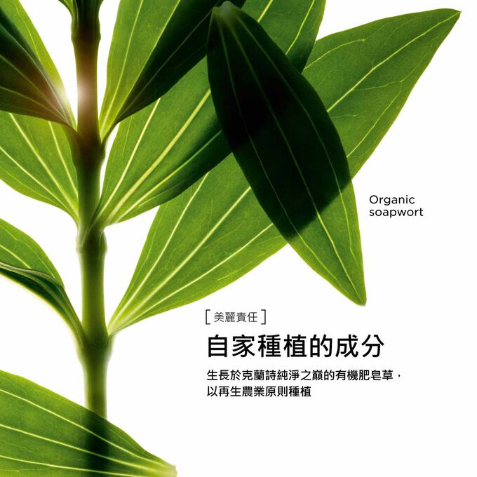 身體調和護理產品所使用的有機大星芹萃取以負責任的方式採購，支持永續的美麗之道。