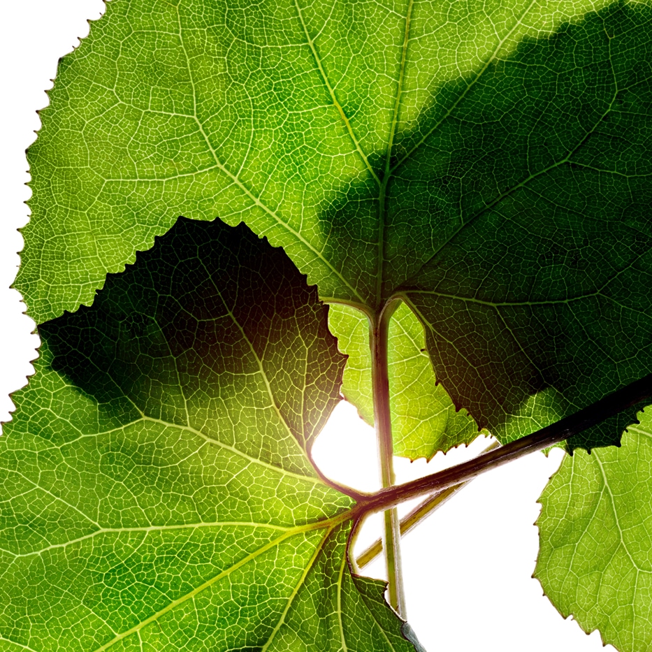 蜂斗菜-有機蜂斗菜萃取-歐洲款冬葉萃取/Petasites hybridus leaf extract