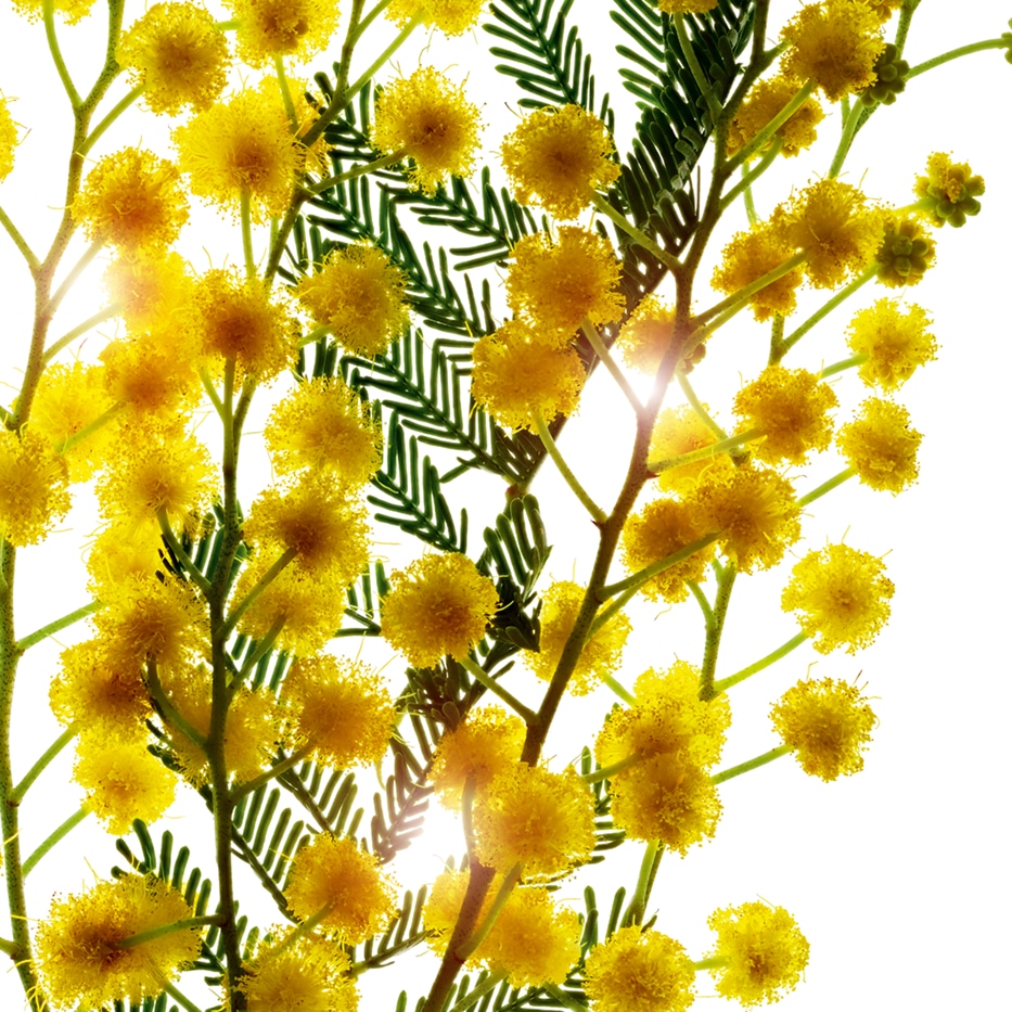 阿拉伯膠樹-阿拉伯樹膠微珠-阿拉伯膠/Acacia Senegal gum