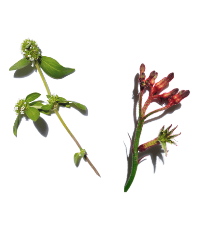 煥顏緊緻彈力精華水