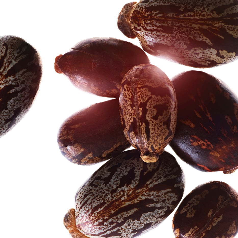 蓖麻子-有機蓖麻子油-蓖麻籽油/Ricinus communis (castor) seed oil