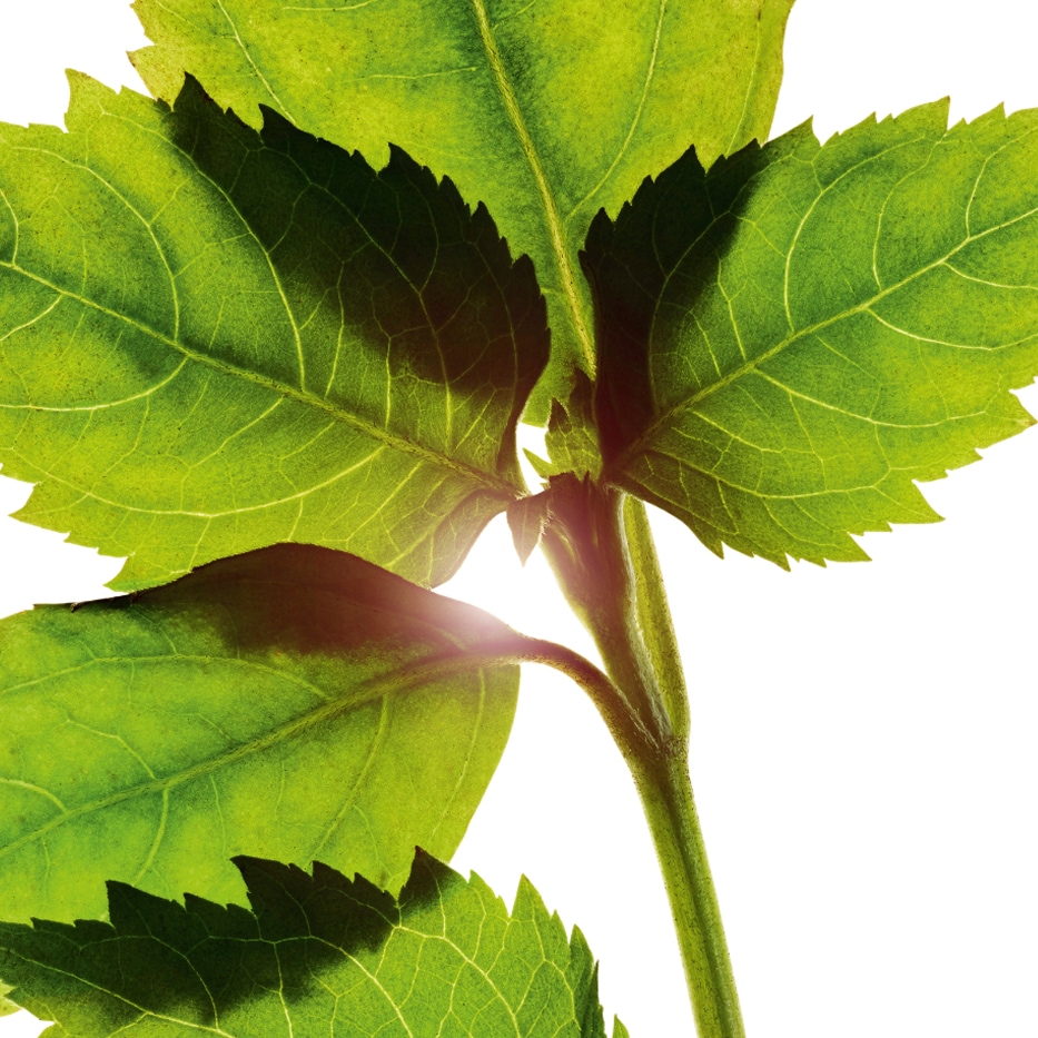 廣藿香-廣藿香精油-廣藿香油/Pogostemon cablin oil