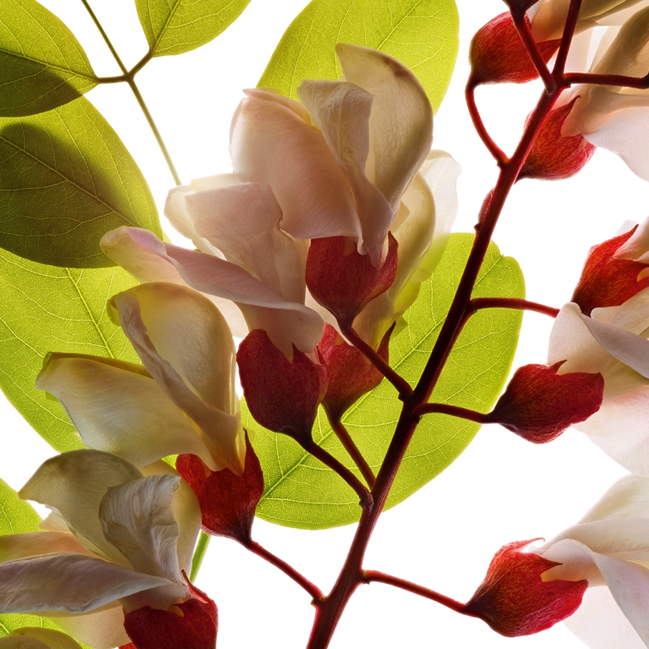 刺槐-刺槐花露-洋槐花萃取/Robinia pseudoacacia flower extract