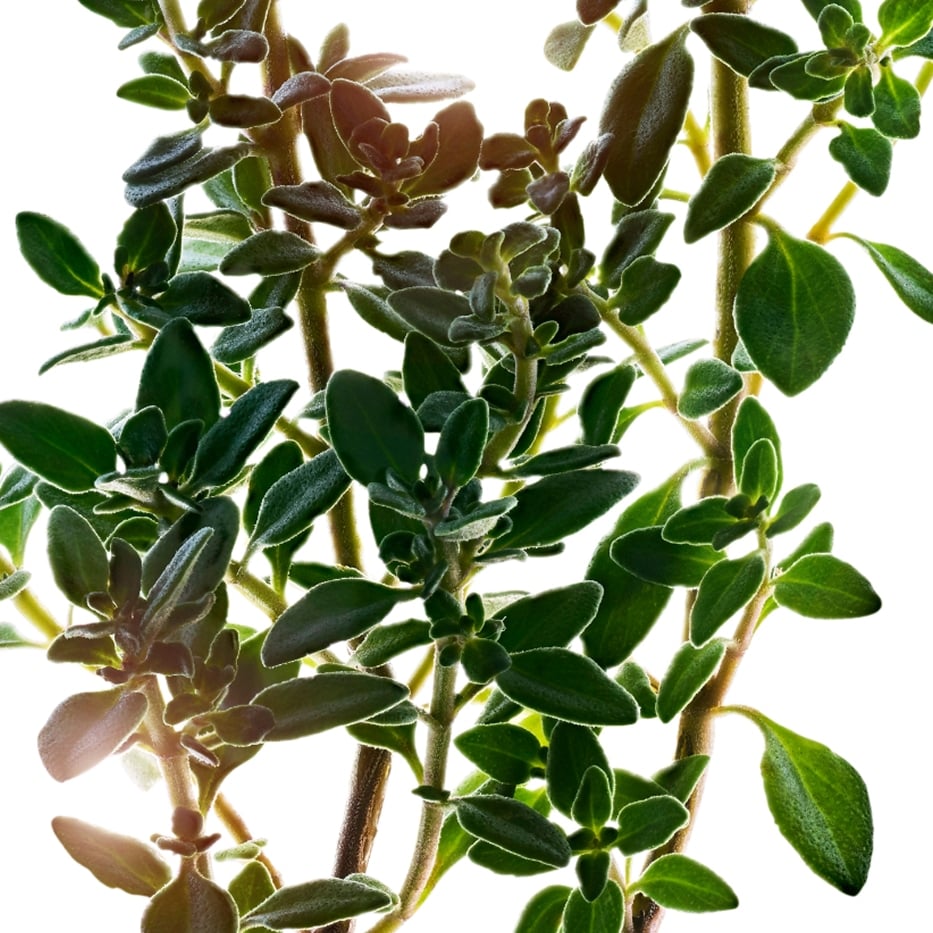 檸檬百里香-檸檬百里香萃取-檸檬百里香花／葉萃取/Thymus citriodorus flower/leaf extract