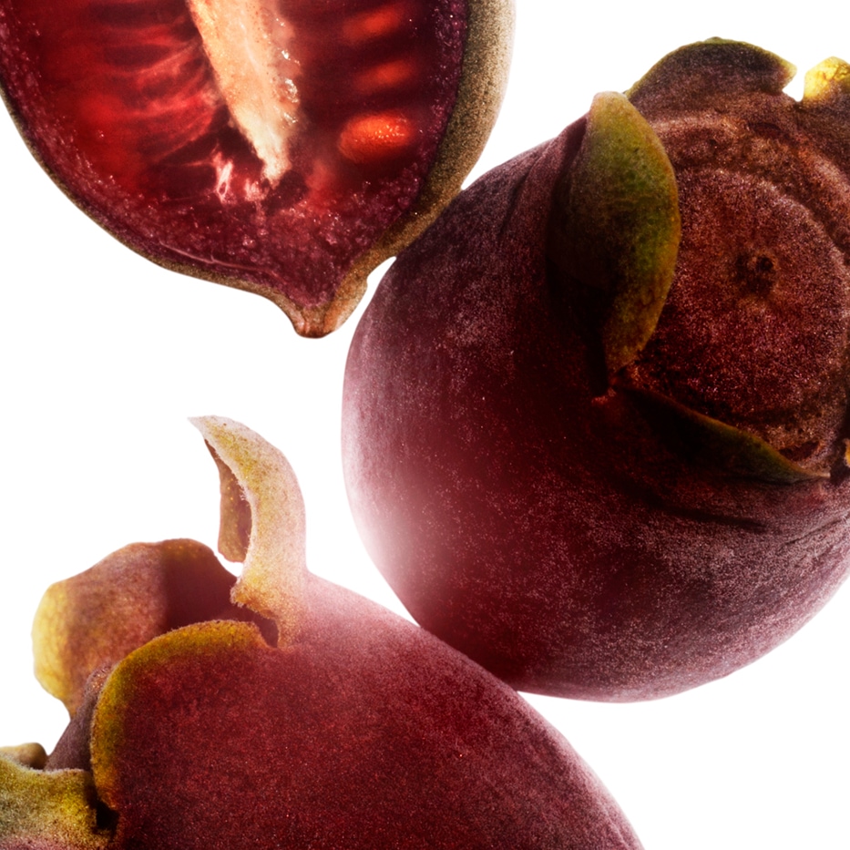 桃金孃-桃金孃萃取-桃金孃果實萃取/Rhodomyrtus tomentosa fruit extract