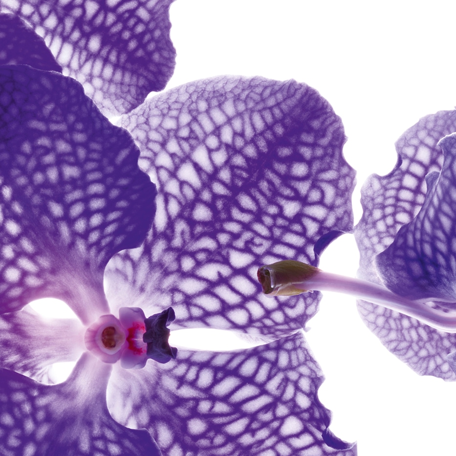 藍蘭花-藍蘭花萃取-蘭花萃取（藍蝴蝶蘭萃取）/Orchid extract,vanda coerulea extract