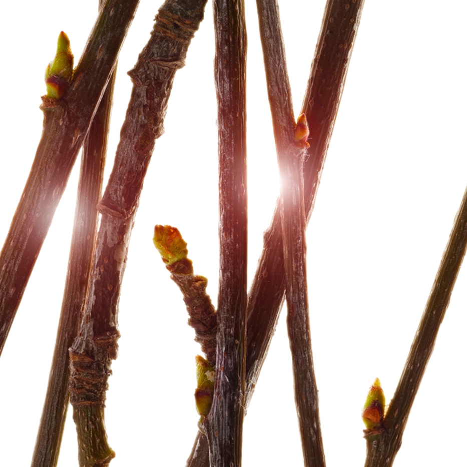 花楸-有機花楸樹芽萃取-歐洲花楸芽萃取/Pyrus sorbus bud extract