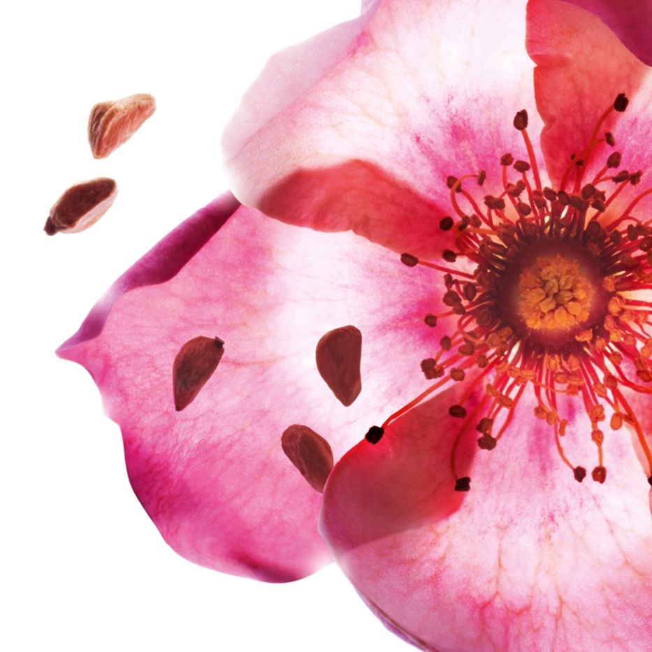 甜薔薇-有機甜薔薇油-野玫瑰籽油/Rosa rubiginosa seed oil