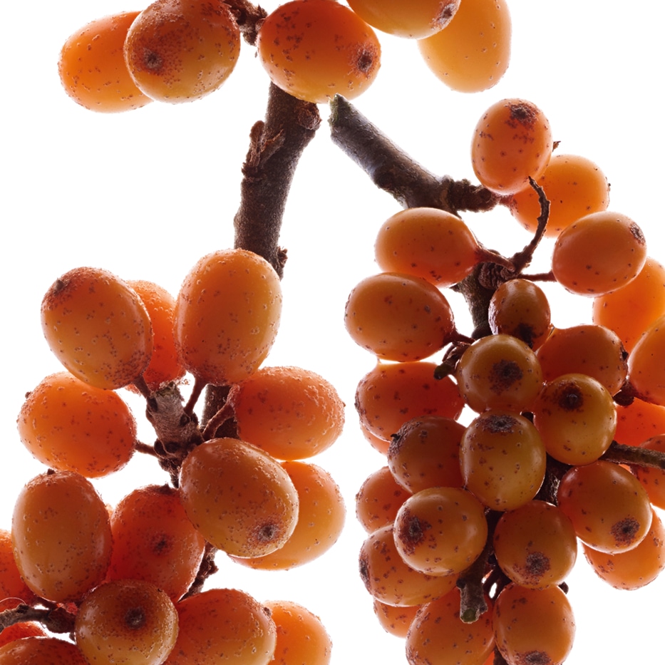 沙棘-沙棘-Hippophae Rhamnoides Kernel Extract