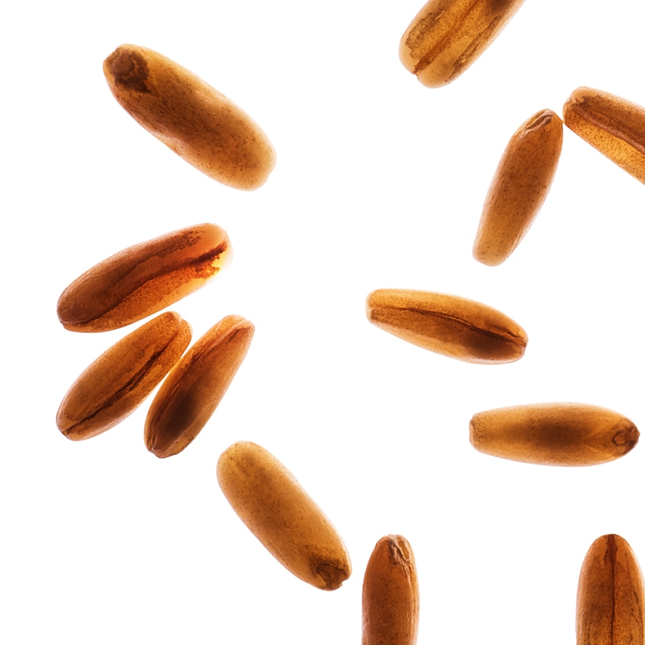 燕麥-有機燕麥醣-燕麥仁萃取/Avena sativa (oat) kernel extract