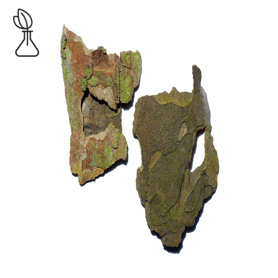 懸鈴木-懸鈴木萃取-美國梧桐樹皮萃取/Platanus occidentalis bark extract