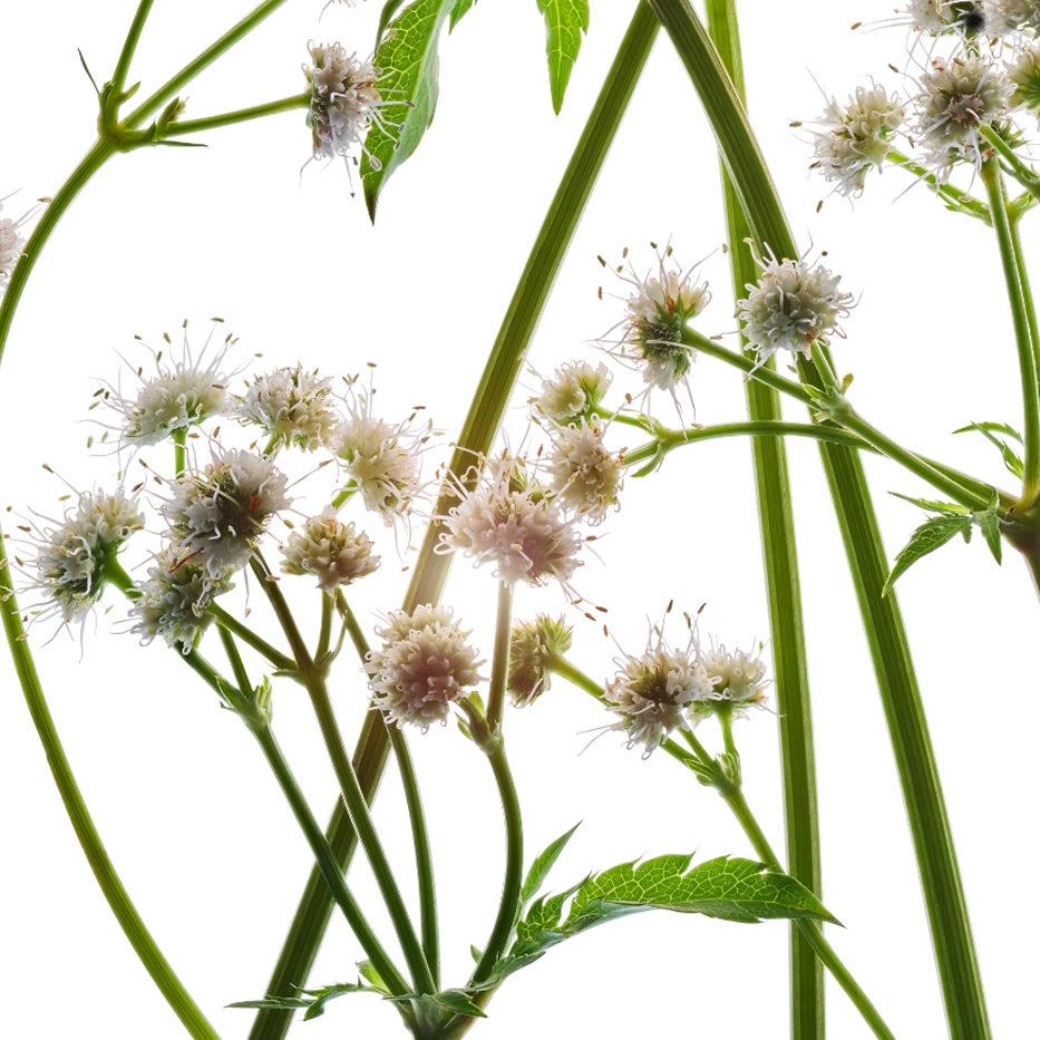 軟雀花-有機軟雀花萃取-歐洲山芹菜萃取/Sanicula europaea extract