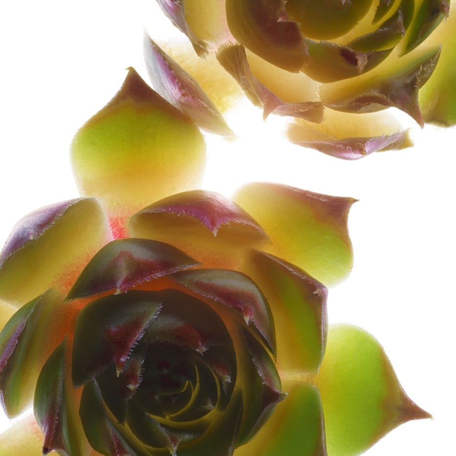 石蓮花-有機石蓮花萃取-屋頂萬年草萃取/Sempervivum tectorum extract