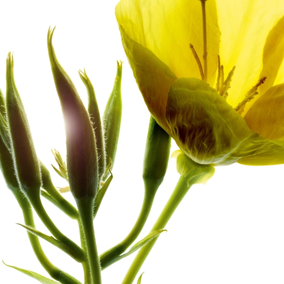 月見草-有機月見草萃取-Oenothera Biennis (Evening Primrose) Flower/Leaf/Stem Extract