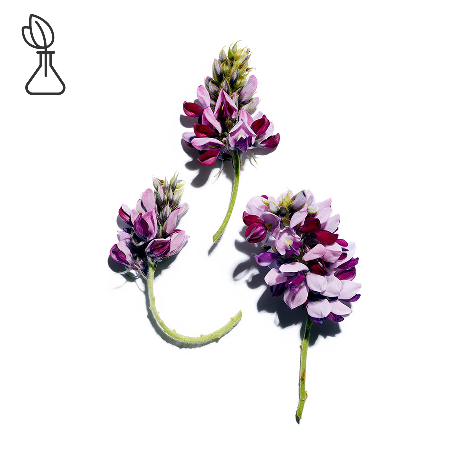 葛根-葛根萃取-Pueraria lobata root extract