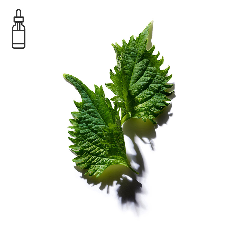 紫蘇-有機紫蘇油-紫蘇籽油/Perilla ocymoides seed oil