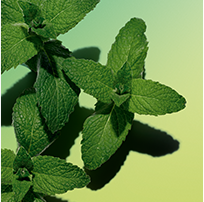 薄荷