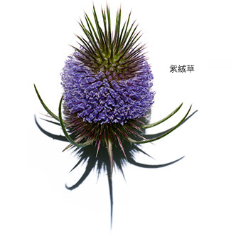 紫絨草